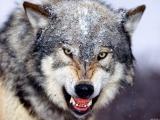 Gray Wolf