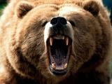 Growlin' Bear