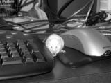 House Mouse at the Computer Keyboard