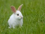 Another rabbit
